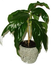 NONI-MORINDA CITRIFOLIA